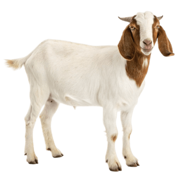 Logo Kegiatan Qurban